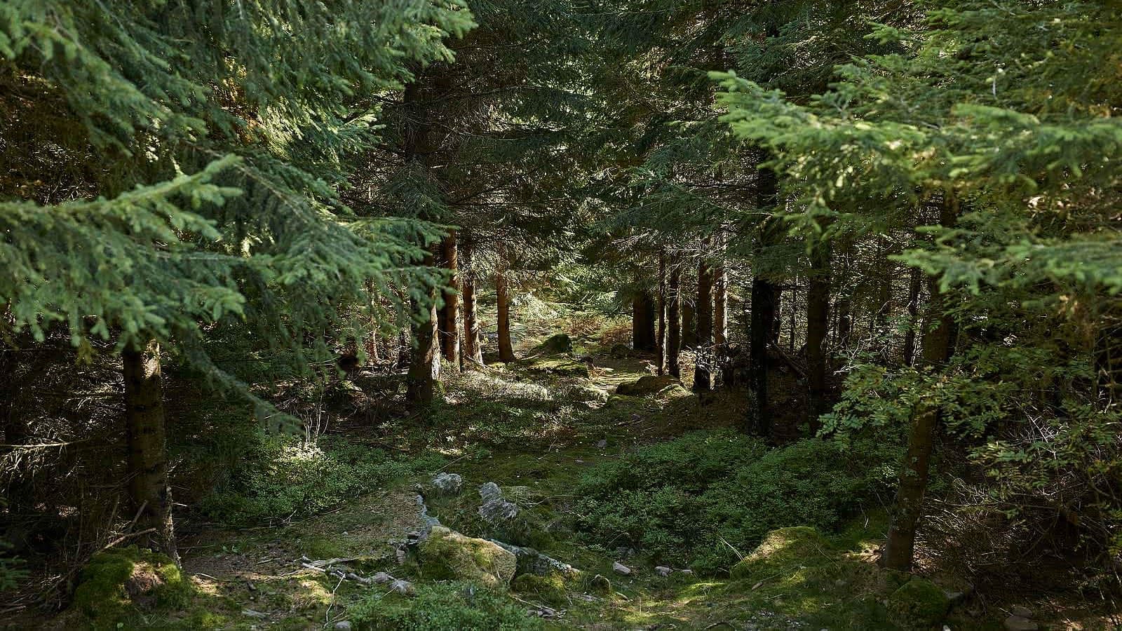 Forêt domaniale du Donon